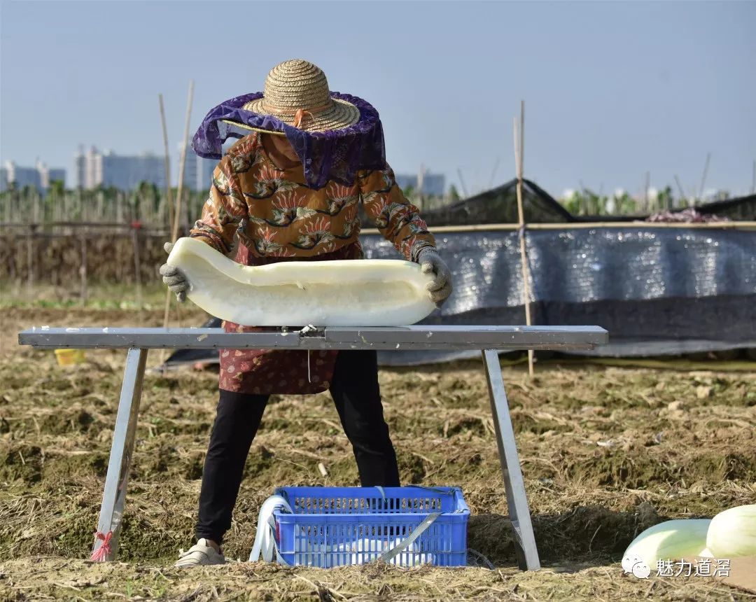 高清大图场面好壮观看道滘农民这样晾晒冬瓜干