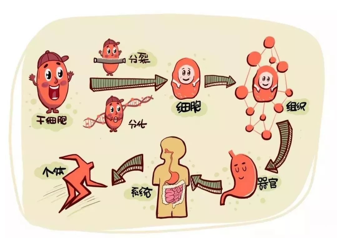 吉林中科一组漫画带你get智能干细胞的神奇