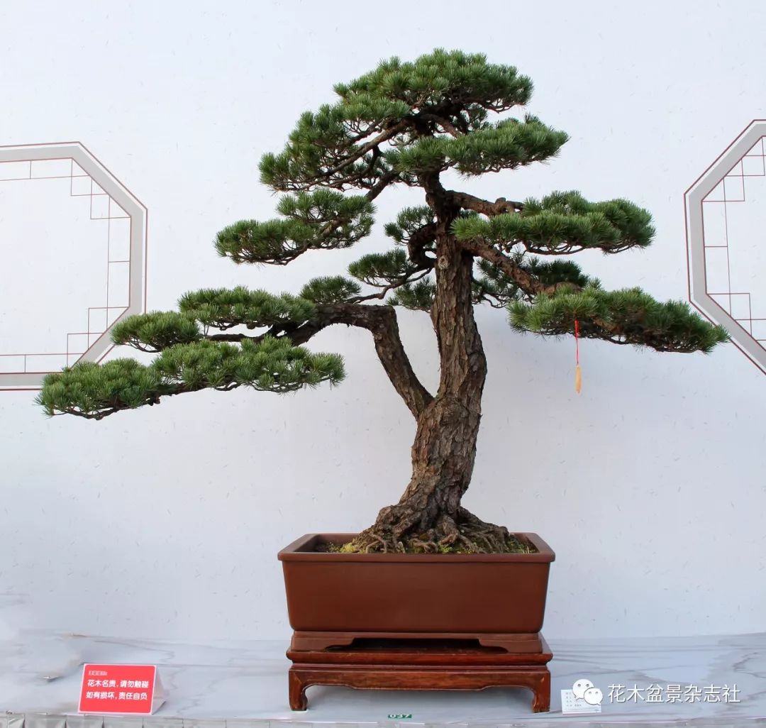 一身正气(五针松,120cm×130cm×120cm)/杭州 余国松▲枯木逢春(赤松