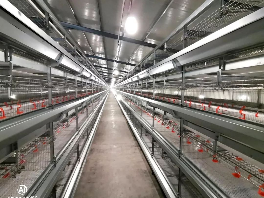 大牧人助力福建精品蛋鸡笼养项目