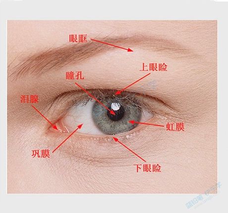 通过上面的知识要点,我们了解到了眼睛的基本结构,而在画石膏眼睛的