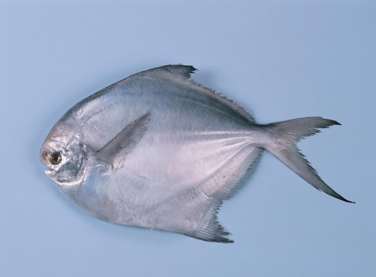 十二生肖2019年12月18日运气0202