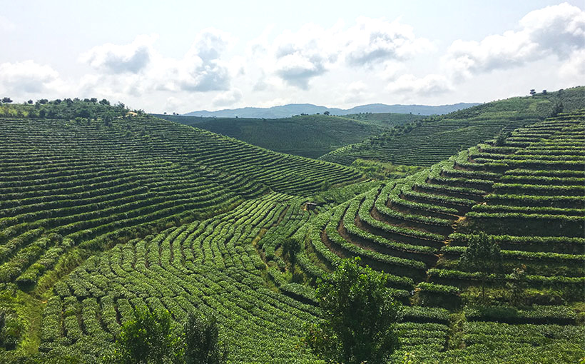 云南西双版纳大渡岗万亩茶园被认定为世界最大连片茶园