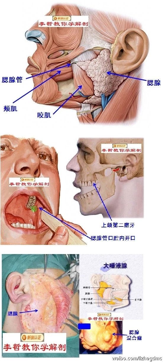 這麼美的醫學解剖圖珍藏吧