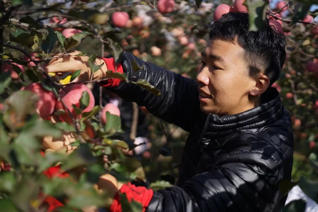 终于等到李立君的苹果一年一季脆甜可口