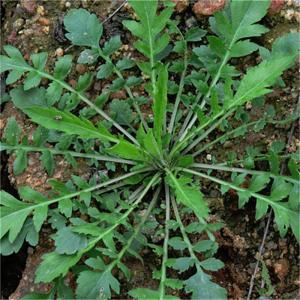 荠菜被称作春菜,别名野荠,地菜,护生草,鸡心菜,生长于田野,路边及庭院