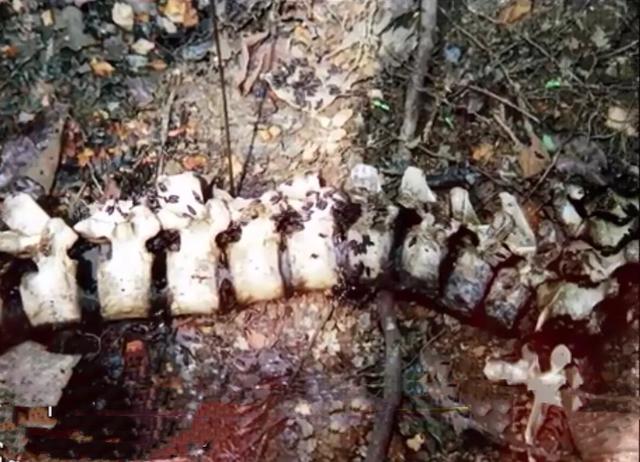 奇案钩沉之2006年蒙古女郎炸尸案