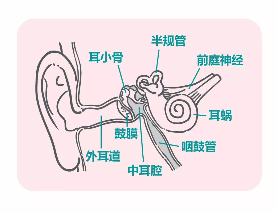 头前庭在哪个位置图片图片