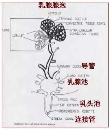 乳腺导管结构图片