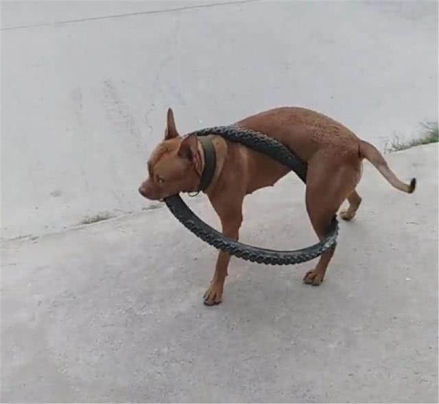 原创女子回家发现狗被蛇缠住了,壮着胆想去营救,走近后却叹了口气