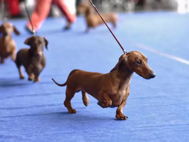 周末去哪儿 | 马戏团,狗狗大赛,灯光秀……带上家人约上朋友出门喽