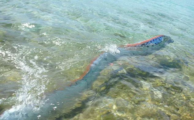 它除了叫皇带鱼之外,人们还给他取了好多乳名儿:啥龙宫使者,白龙王