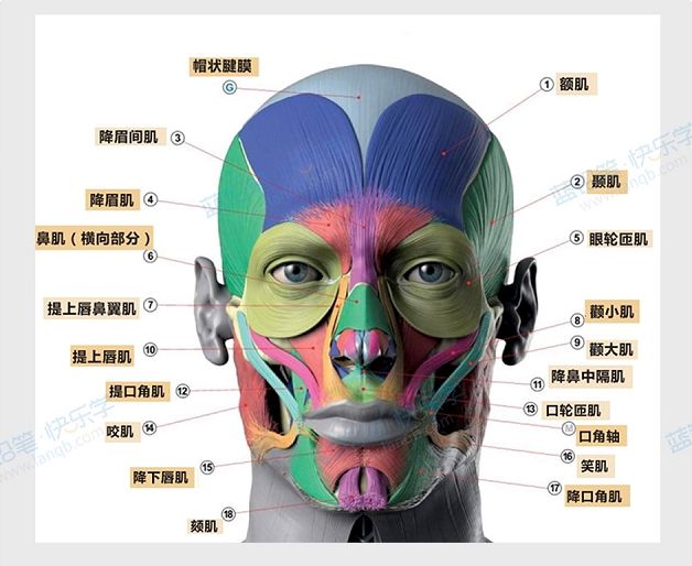 人体面部结构图名称图片