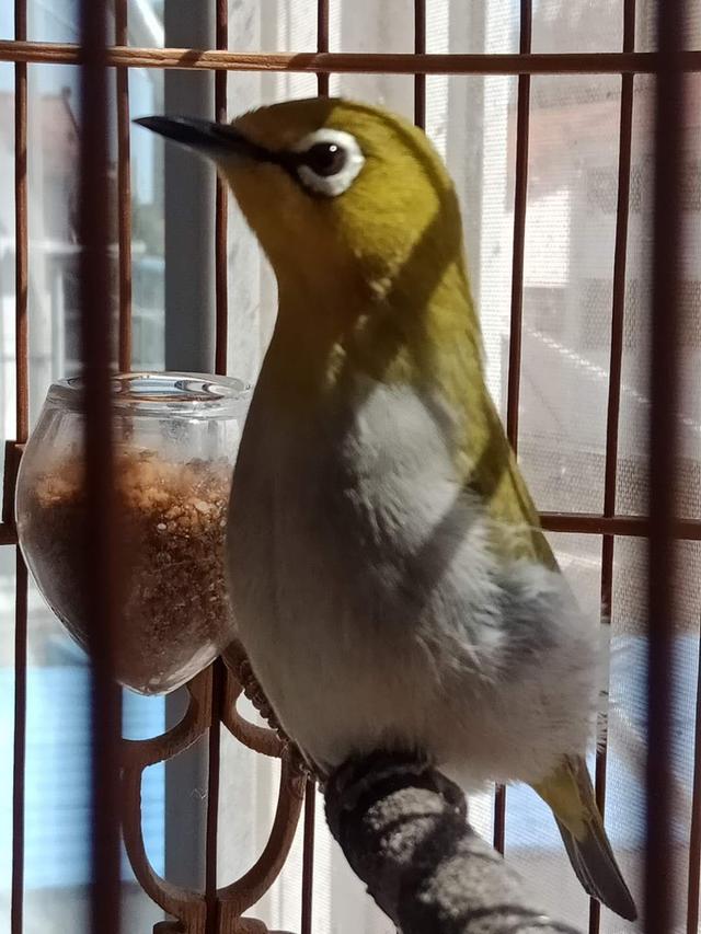 浅谈养绣眼的喜好与信念