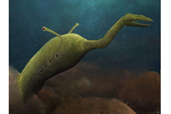 塔利怪物化石新发现谜上添谜