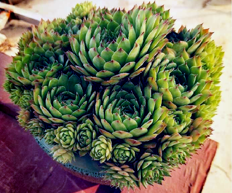 原创多肉观音莲浇不烂干不死易爆小崽步步生莲不愧长生草属