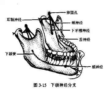 下颌隆突的解剖位置图片