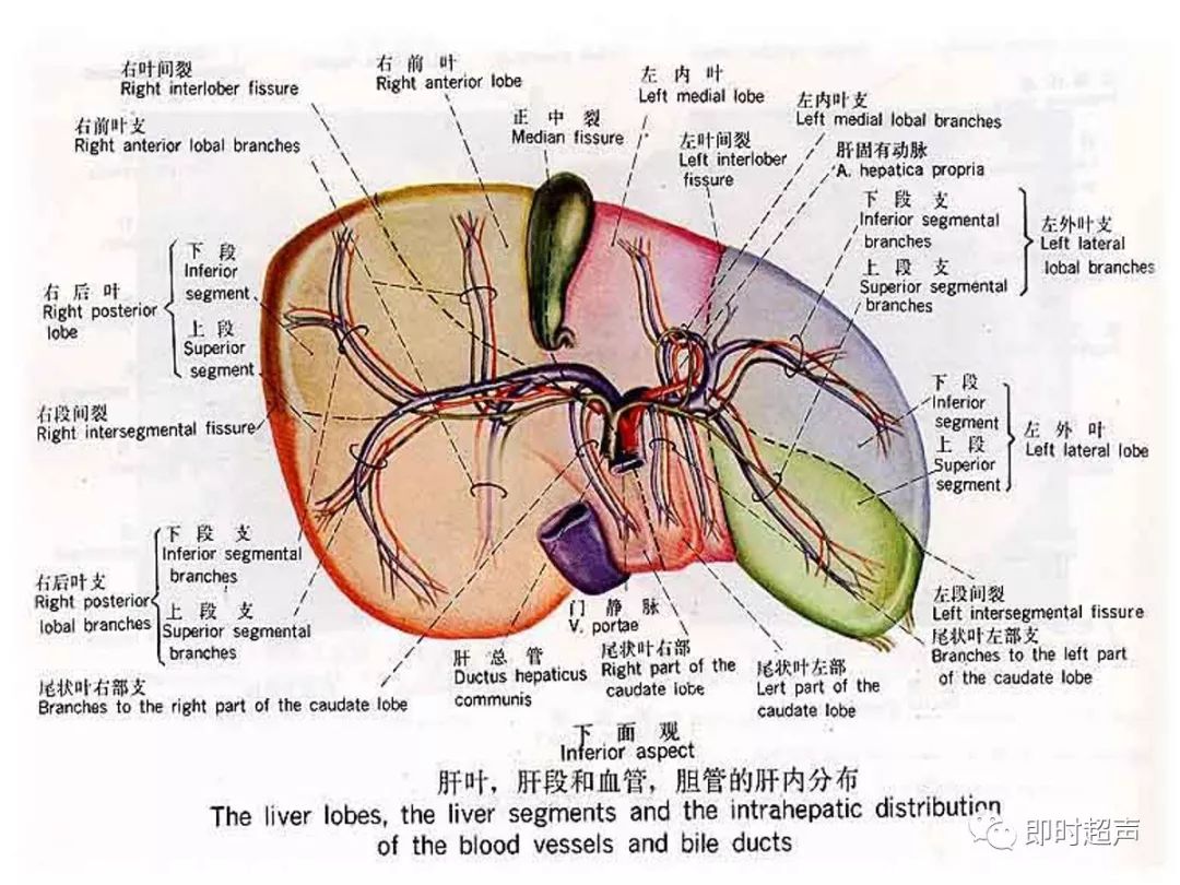 肝脏解剖glisson图片