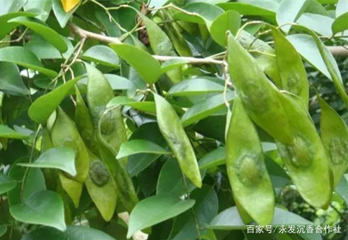 黄花梨树苗种植前景怎么样 木材