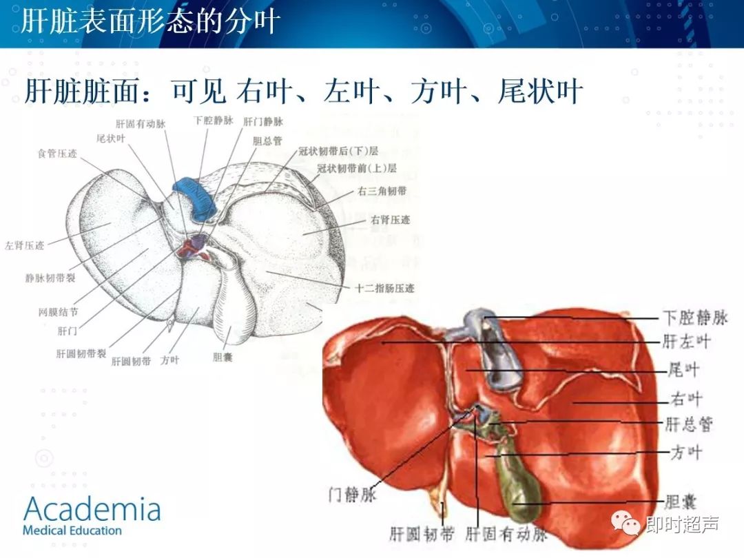 肝脏的分段肝内的管道结构肝脏的韧带及表面分叶肝脏的功能肝脏的位置