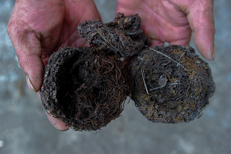 镜头下山民冒着生命危险采摘野生燕窝其过程惊心动魄