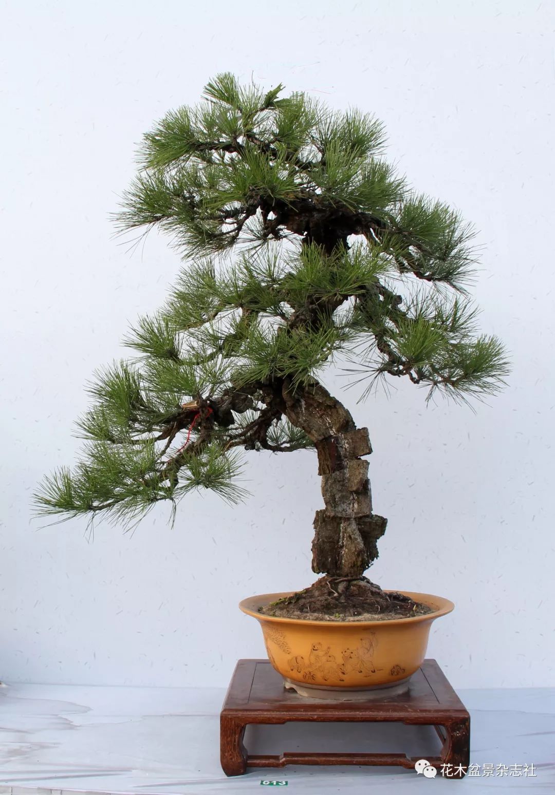 120cm×135cm×110cm)/杭州 夏国余▲一身正气(五针松,120cm×130cm