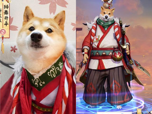 cosplay这么拼带着猫狗一起出cos网友小动物比人更还原