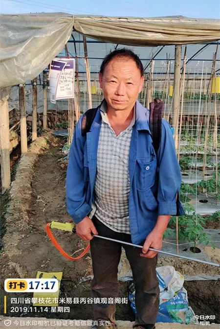 番茄定植后如何追肥来让攀枝花市的王大哥告诉你