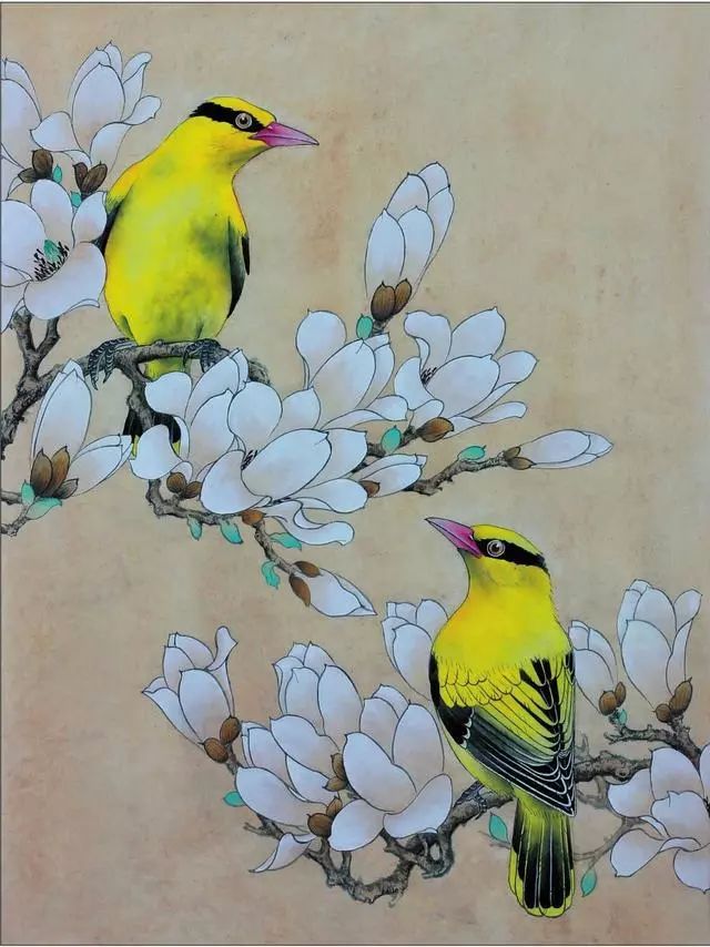 黄鹂的工笔画法:分步骤讲解形态的勾画,用笔,用墨的变化