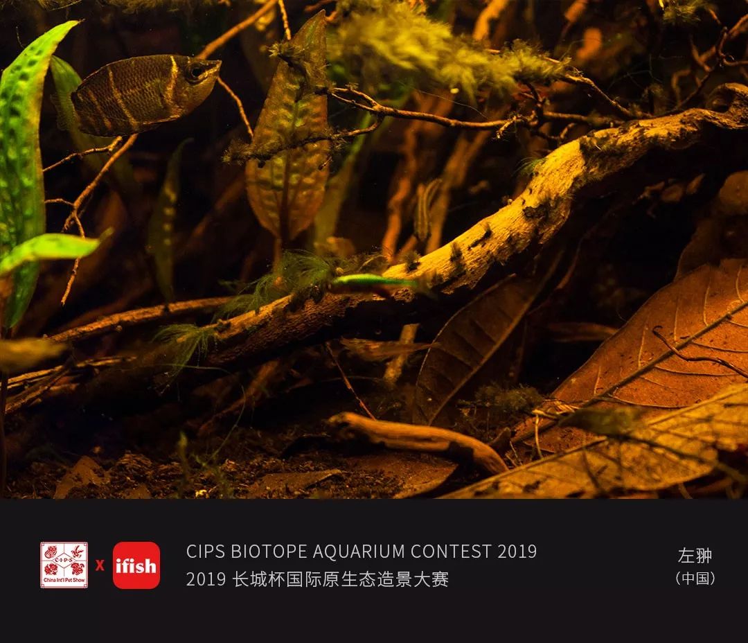 叮2019cbac长城杯原生态造景大赛成绩单已经送达