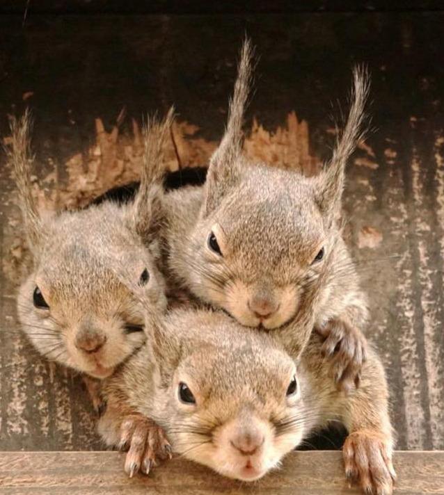 日本摄影师驻足两小时拍下松鼠一家争相探头画面超可爱超治愈