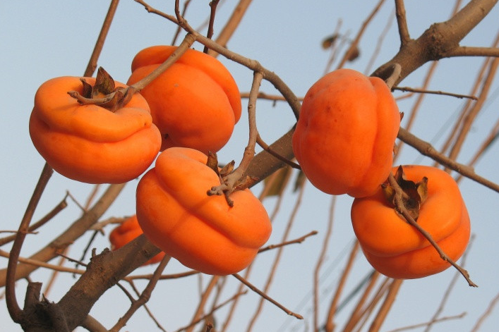 盛果期的柿子树冬季该如何修剪