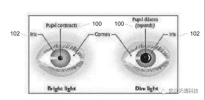 瞳孔对亮度的响应示意图:强光和暗光下瞳孔的大小情况屏幕亮度和瞳孔