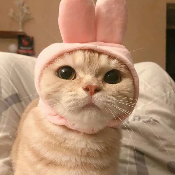 可爱小猫头像戴帽子图片