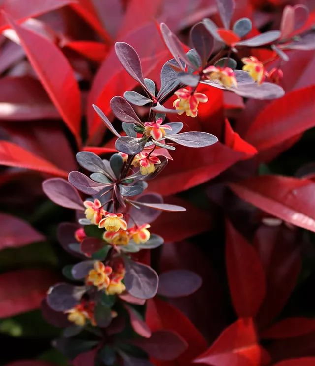 20种彩叶树种观赏特征和园林用途大全