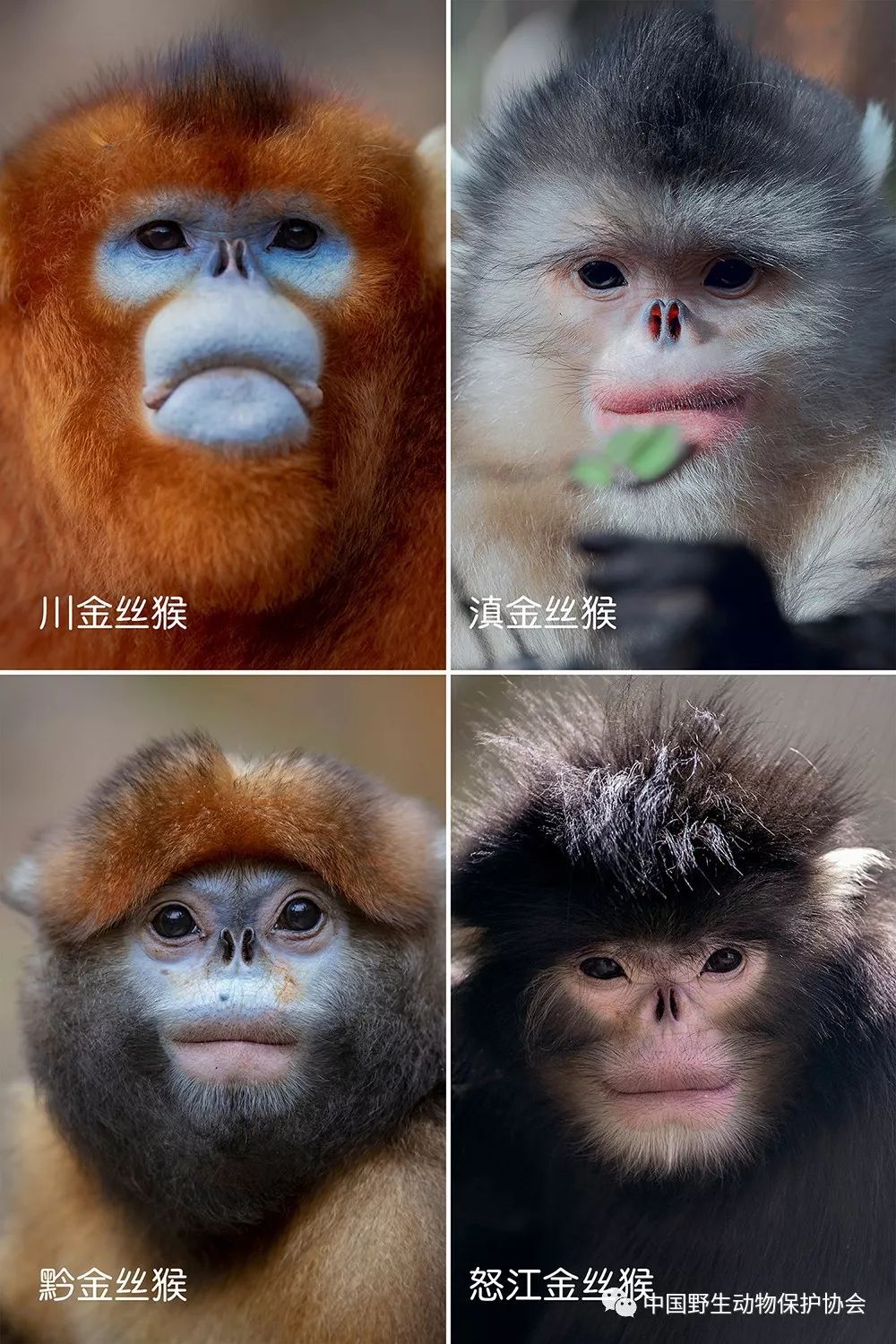 野生世界丨一图看清中国的四种金丝猴长什么样