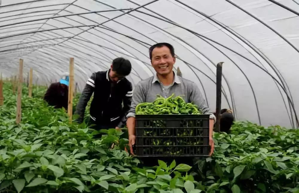 种养结合农场取名参考 种植农场取名字吉利的字有哪些