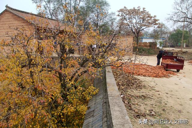 初冬季節,實拍河南農村地坑院,看農民都在忙些啥