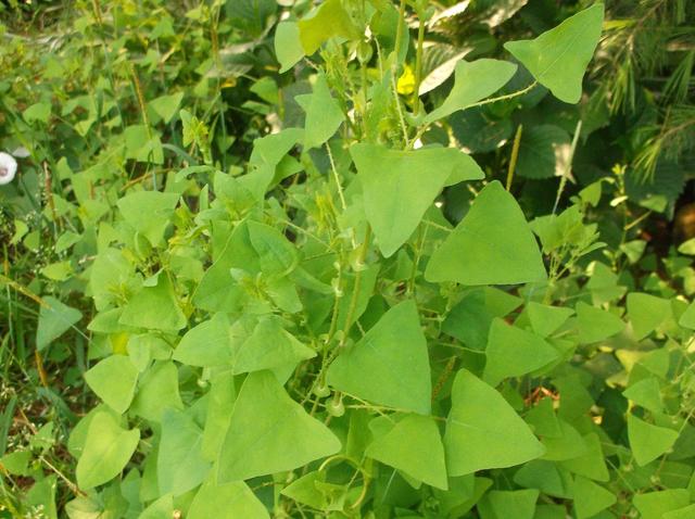 乡下常见一种的野草,叶子酸得让你眯眼睛,吃过的看一眼就流口水_三角