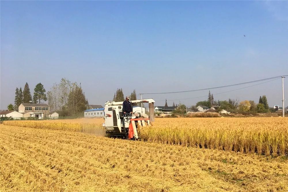 打稻谷体验你会割禾但你会打谷吗?