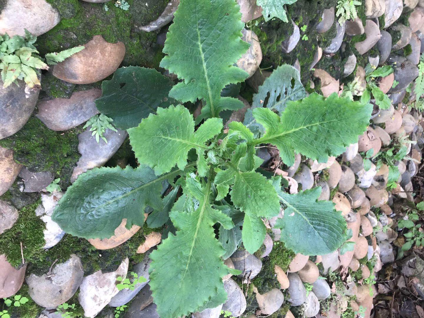 原創野茼蒿