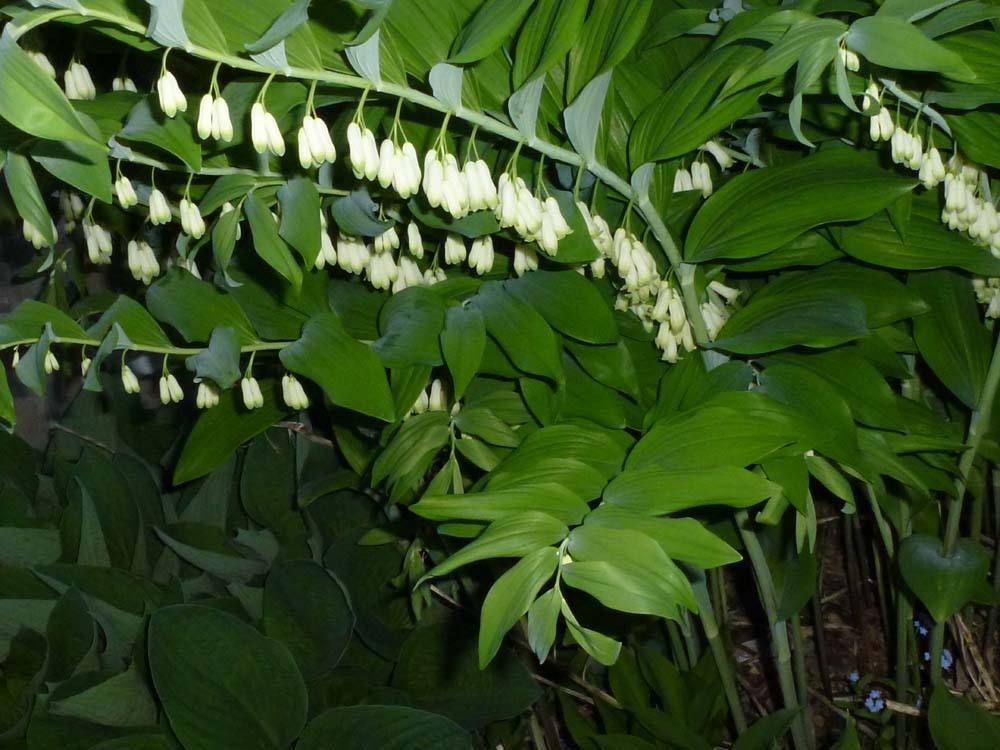 昆明英武农业科技有限公司多花黄精林下栽培技术规程