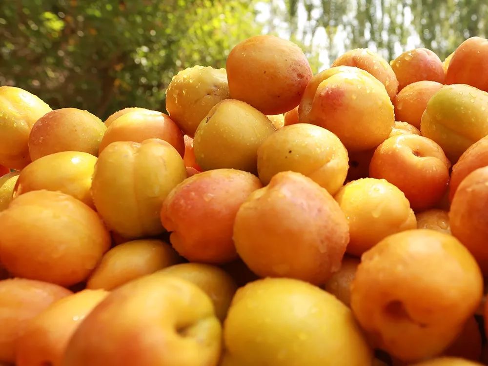 新疆来的色买提杏干真甜