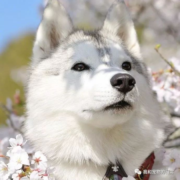 用智商换的!_狗仙