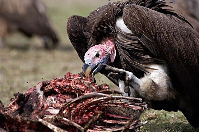 自然界中的动物尸体一般会先吸引食腐动物如秃鹰,乌鸦,狼之类的动物大