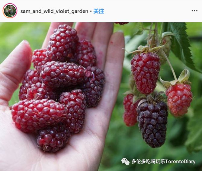 这些莓子系的水果总是能够以酸酸甜甜的口感俘获所有人的芳心.