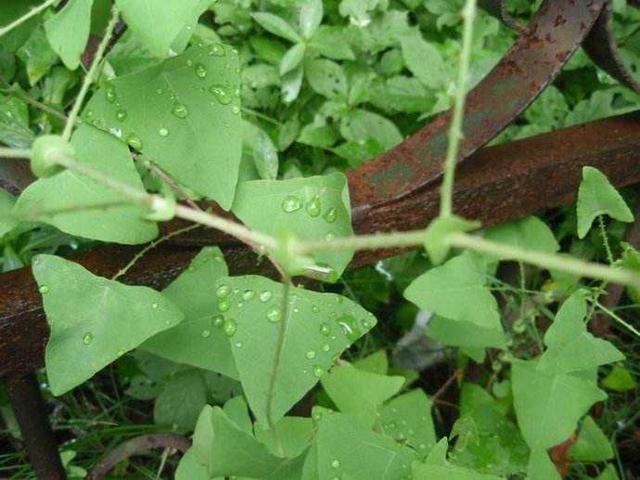 说农村随处可见的黑色浆果——龙葵,虽然这野果子没有甜腻腻的香气,也