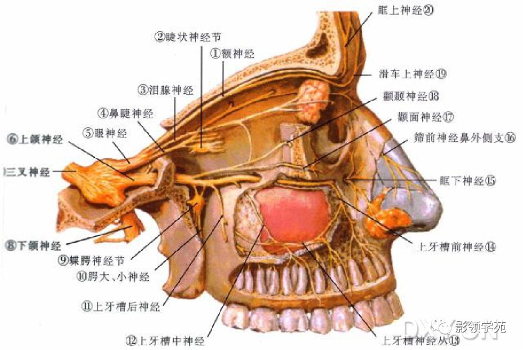 单起源于三叉神经半月神经节时,肿瘤位于中颅窝