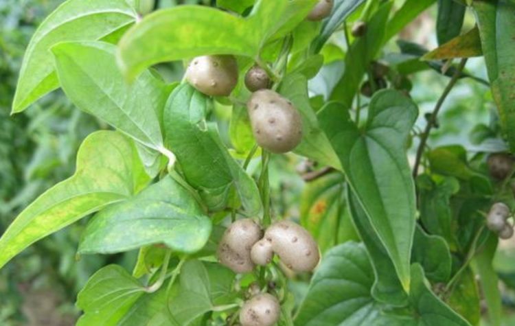 山药树上一种肿瘤殊不知药用价值极高市场上很珍贵