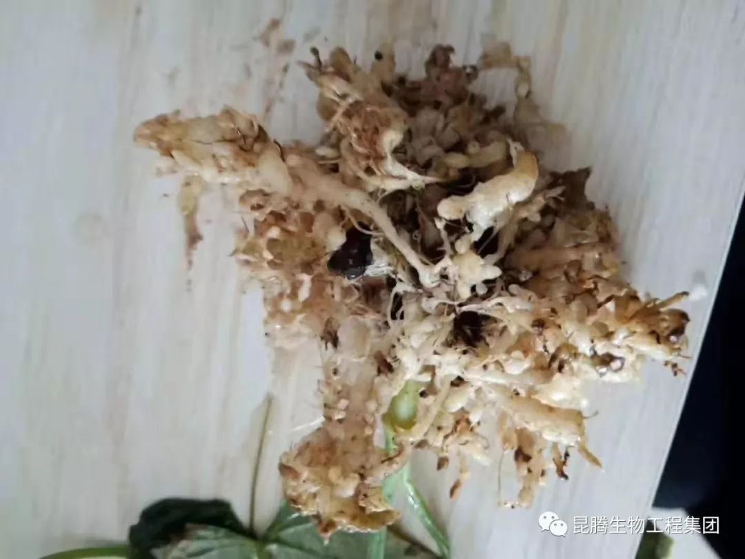 万万没想到根结线虫竟然可以这样防治微生物溶线菌剂效果好的惊人